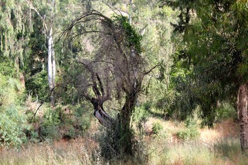 Withered Forest Tree