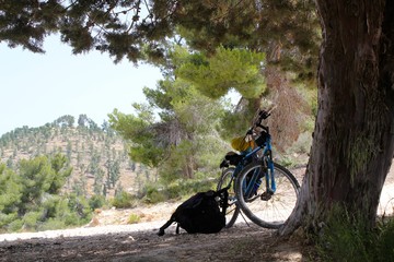 Bicycle on a Tree