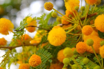Yellow Flower Baubles