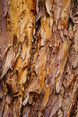 Dead tree's bark