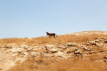 Donkey in a Desert
