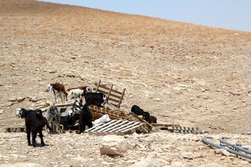 Goats on Wooden Palettes