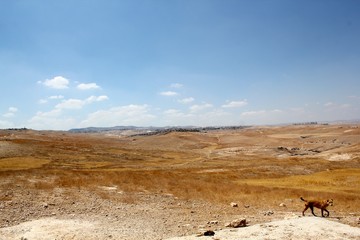 Desert Landscape with Dog