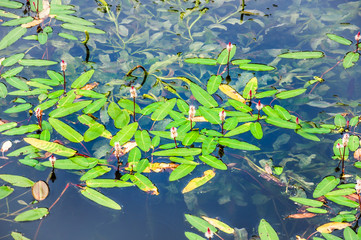 Blooming floating Pondweed (Potamogeton natans) on the pond
