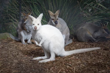 Crédence de cuisine en verre imprimé Kangourou Jeune kangourou wallaby blanc curieux