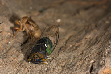 Locust sitting next to the dried out skin shed by another.  Macro. Insects. 
