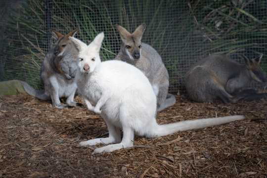 Young curious white wallaby kangaroo