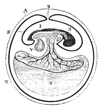 Origin of allantoic, vintage engraving.