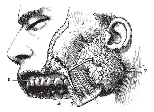 Parotid gland and duct Steno, vintage engraving.