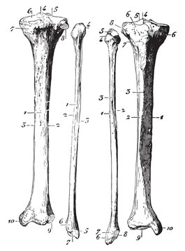 Skeleton of the leg, vintage engraving.