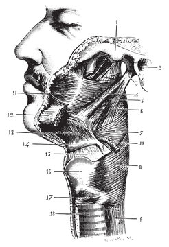 Pharnyx seen on the side, vintage engraving.