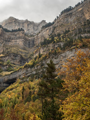 Beautiful forest in autumn under a foggy mountain