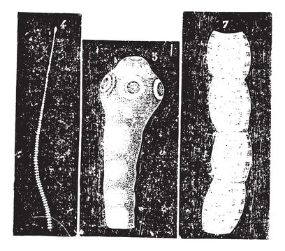 Taenia solium or Pork tapeworm, vintage engraving.