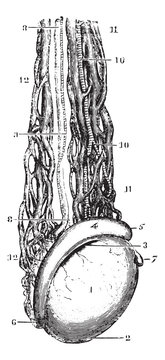 Testicular vein or Spermatic veins, vintage engraving.
