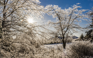 ice on trees with sun and blue sky