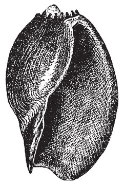 Volute or Voluta aethiopica, vintage engraving.