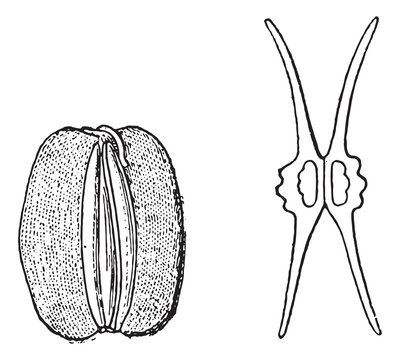 Apiaceae or Umbelliferae, vintage engraving.