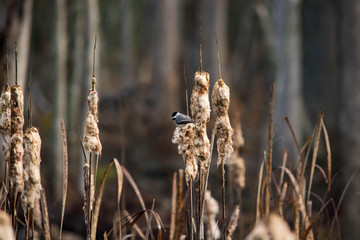 Chickadee feeding on Cattails in a winter, wetlands area in North Carolina. 