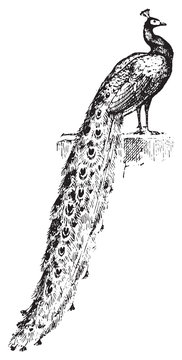 Peacock, Vintage Engraving.