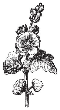 Passerose or Hollyhock, vintage engraving.