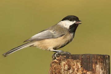 Bird On A Stump