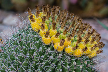 Closeup of barrel cactus with yellow flower or fruit on top