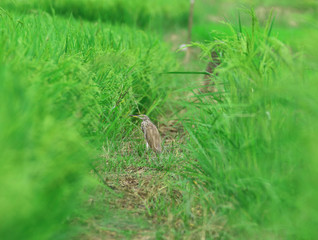 Pelicans in the field, independent, unsupervised, Thailand.