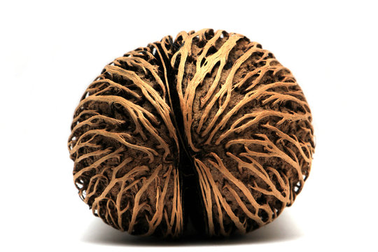 Dried Pong pong seed or Othalanga,Cerbera oddloam's seed isolated on white background