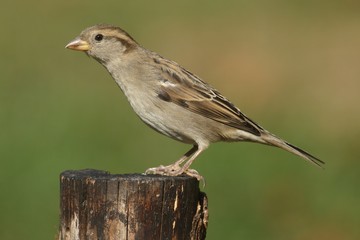 House Sparrow (Passer domesticus)