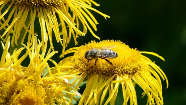 Bee picking pollen on yellow flowering elecampane plant

