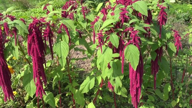 Purple flowering amaranth in the garden on slightly windy day