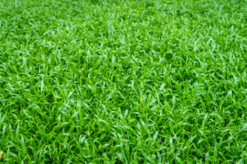 Close-up image of fresh spring green grass