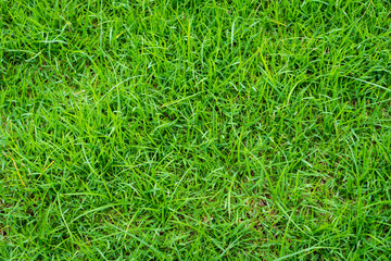 Close-up image of fresh spring green grass