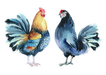 Watercolor painting. Colorful roosters on a white background.