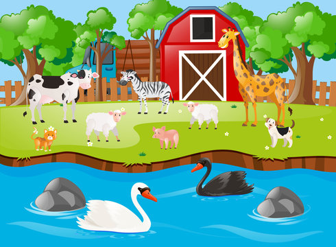 Many animals on the farmyard