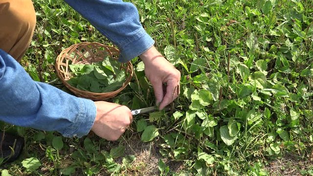 Herbalist picking plantain Plantago major leaves into wicker basket, 4K