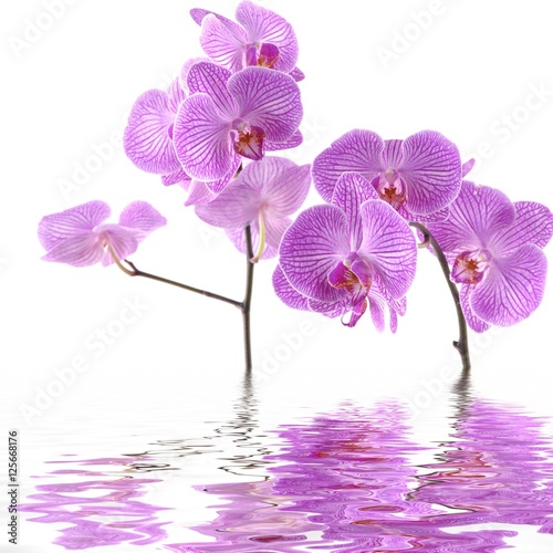 quot lilac orchidea flower blossom quot stock photo and royalty quot lilac orchidea flower blossom quot stock photo and royalty