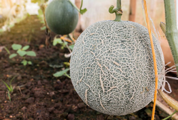 melon in farm