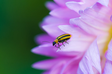 Beatle