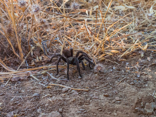 Spider Tarantula on the ground