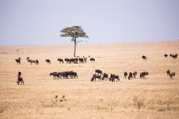 wildebeest in Masai Mara National Park in Kenya Africa