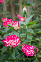 Pink roses bush in the garden