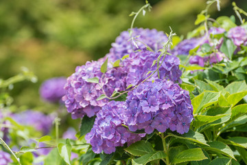 Purple Hydrangea Flower