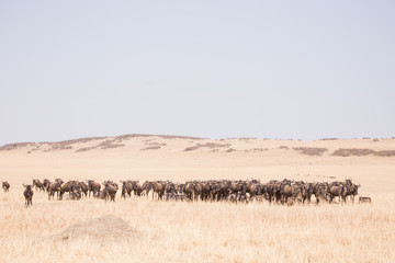 Fototapeta na wymiar wildebeest in Masai Mara National Park in Kenya Africa