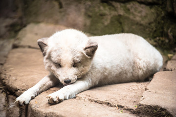 White Arctic fox lying on rocks