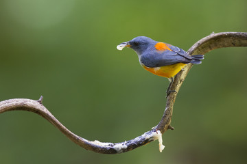 A male Orange-bellied Flowerpecker bird is eating some food on a climber in the forest.