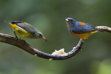 Obraz premium A couple of Orange-bellied Flowerpecker bird is eating some food on a climber in the forest.