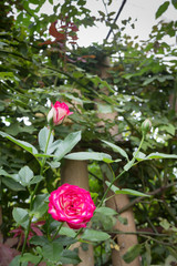 Pink roses bush in the garden