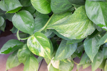 Green leaves with day light