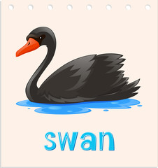 Animal flashcard with swan on water